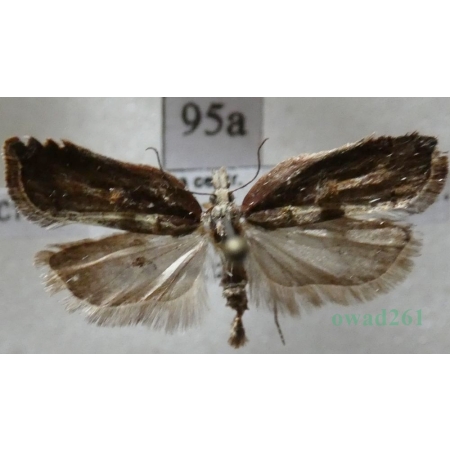 Acleris cristana (Denis & Schiffermüller, 1775) Czech95a